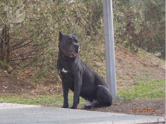 ΖΗΤΕΙΤΕ ΘΗΛΥΚΟ CANE CORSO ΓΙΑ ΖΕΥΓΑΡΩΜΑ